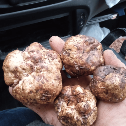 Tartufo bianchetto