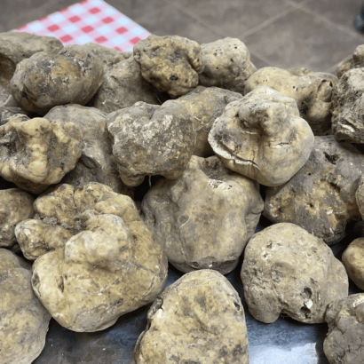 Tartufo bianco pregiato