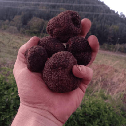 Tartufo nero ordinario